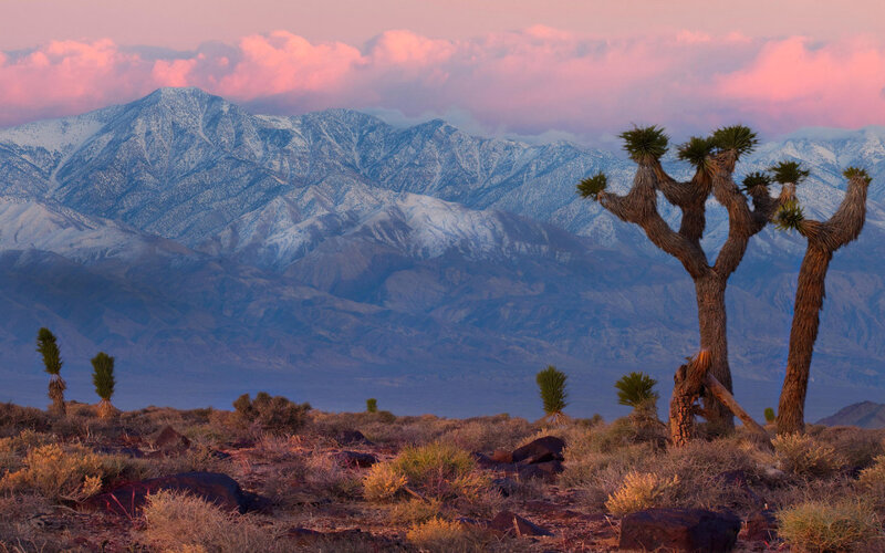 Joshua trees at sunset with snow-capped mountains