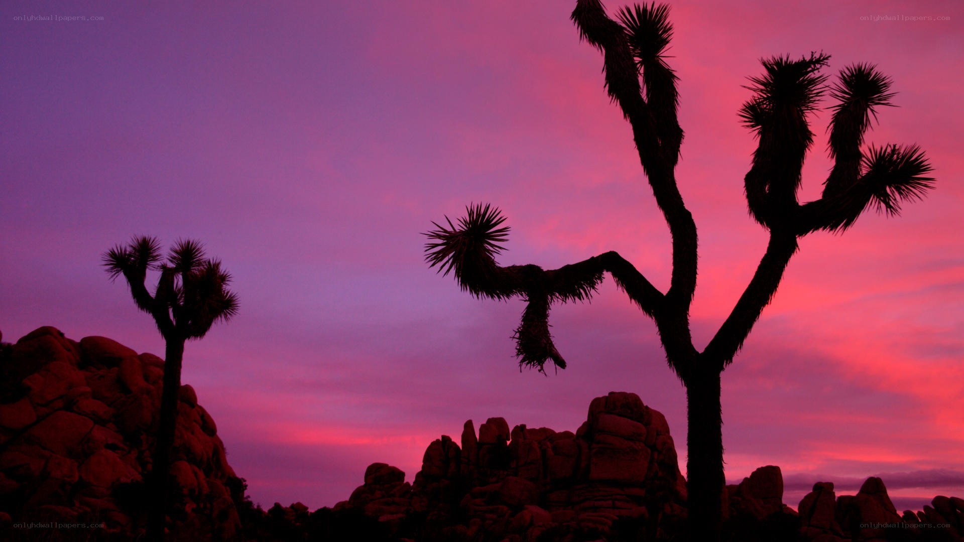 Joshua trees at sunset
