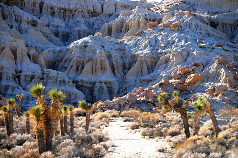 Joshua Trees in Desert — Beige