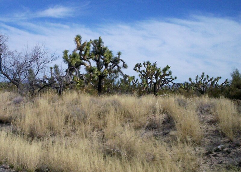 Joshua Trees in Desert — Blue, Arid, Afternoon, Photograph, Dry Grass