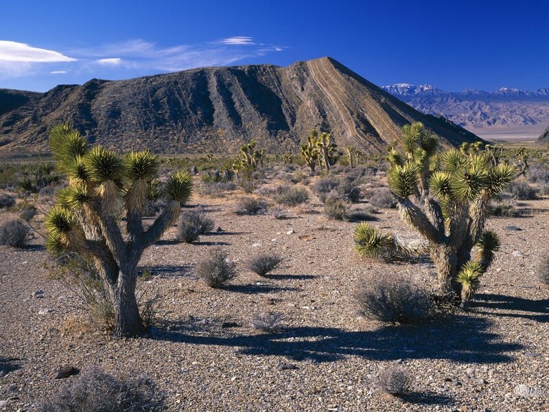 Joshua Trees in Desert — Blue, Arid, Afternoon, Photograph, Mountain, Sky