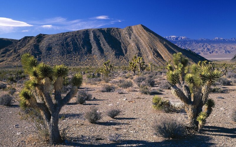Joshua Trees in Desert — Blue, Arid, Afternoon, Photograph, Mountain