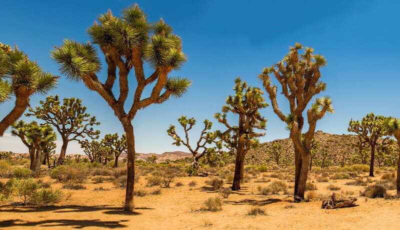 Joshua Trees in Desert — Blue, Arid