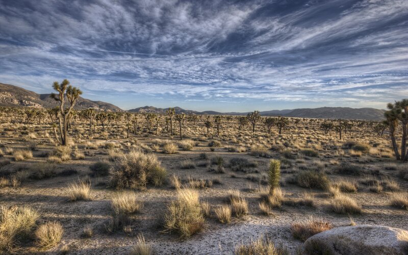 Joshua Trees in Desert — Blue, Dramatic, Morning