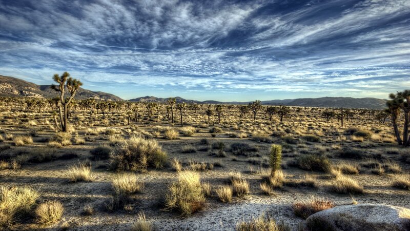 Joshua Trees in Desert — Blue, Dramatic
