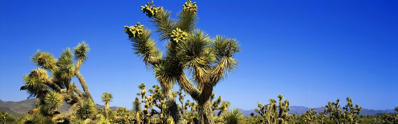 Joshua Trees in Desert — Blue, Serene, Afternoon, Photograph