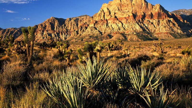Joshua Trees in Desert — Blue, Serene, Afternoon