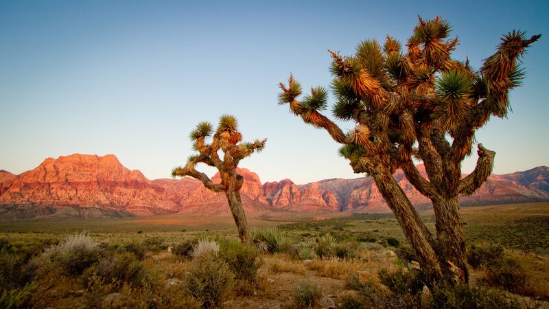 Joshua Trees in Desert — Blue, Serene