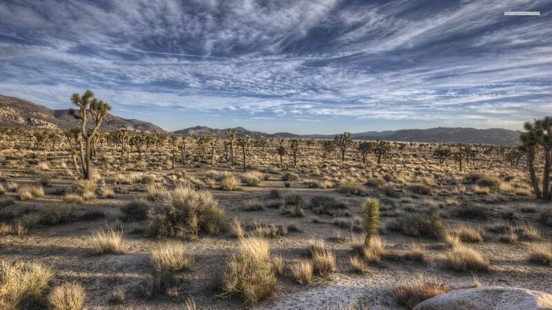 Joshua Trees in Desert — Blue