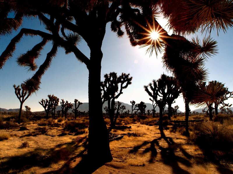 Joshua Trees in Desert — Brown, Dramatic