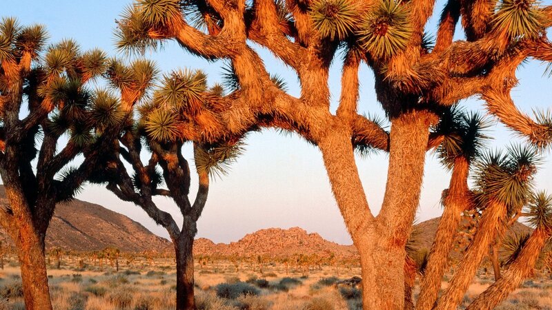 Joshua trees in desert landscape