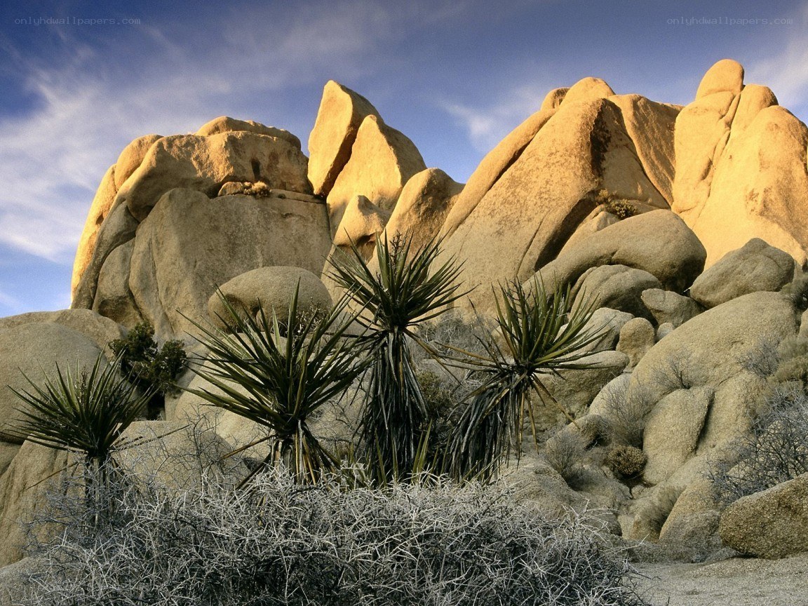 Joshua trees in desert landscape