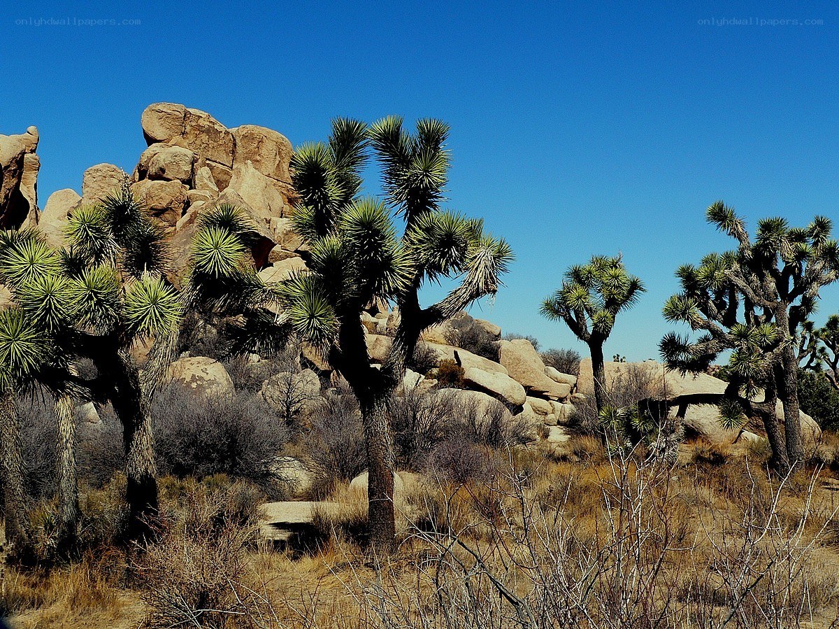 Joshua trees in desert landscape