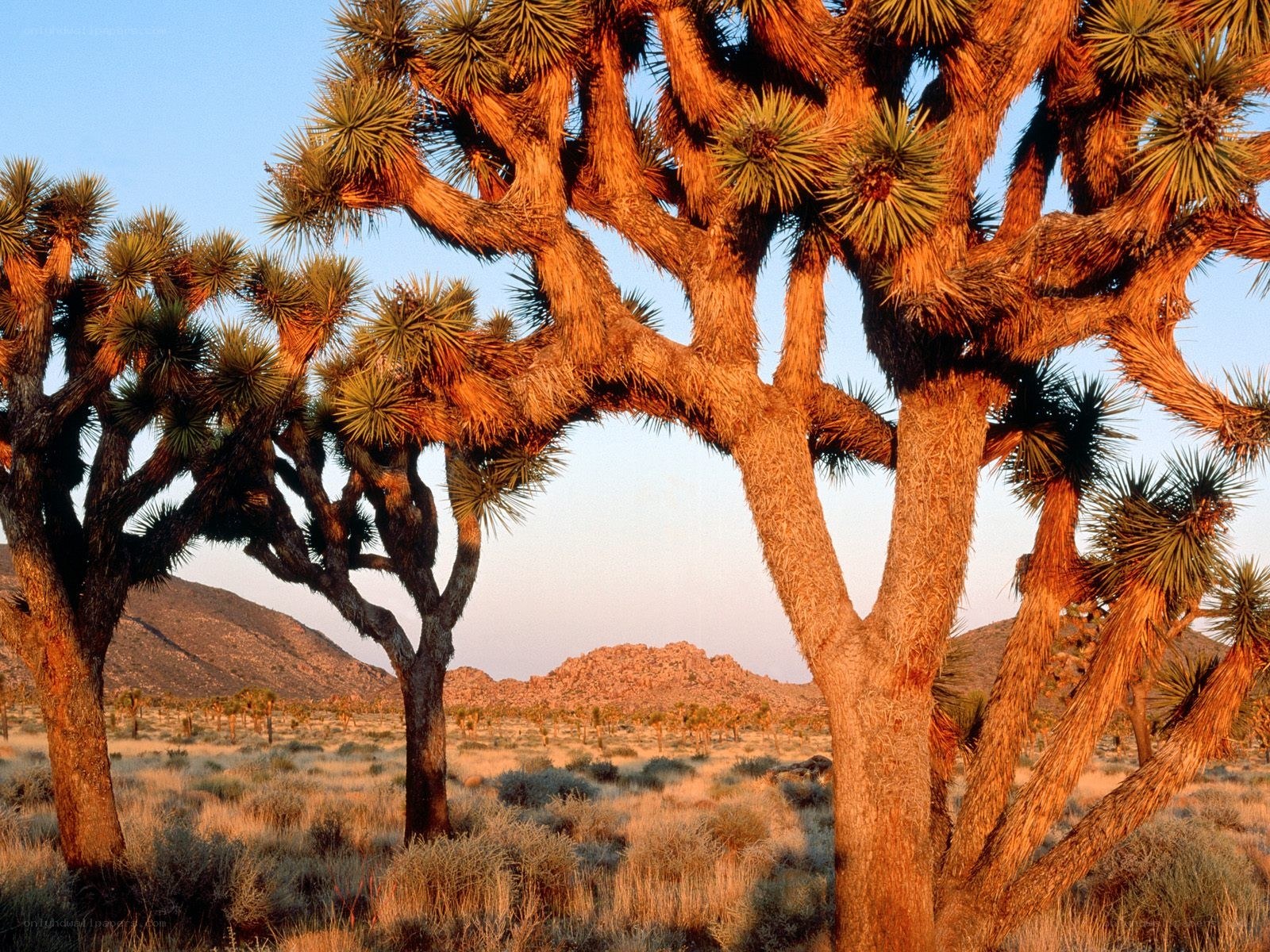 Joshua trees in desert landscape