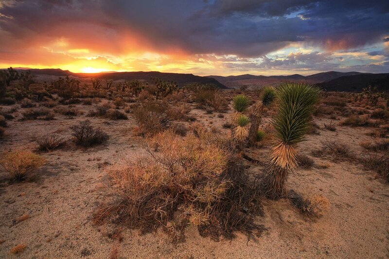 Joshua Trees in Desert — Orange
