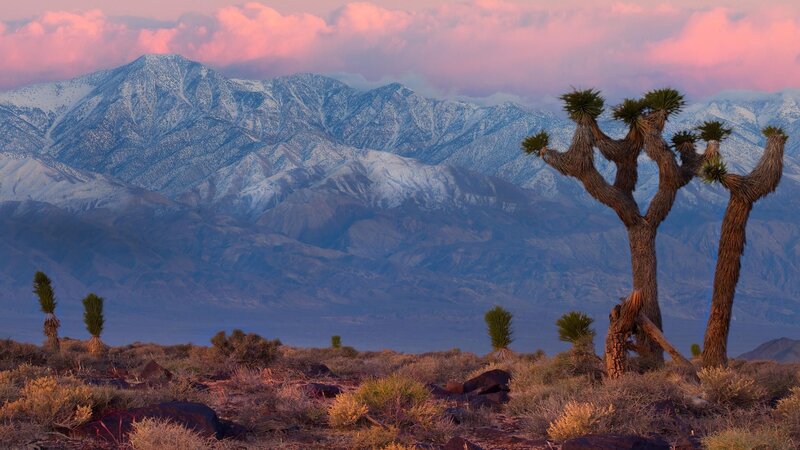 Joshua Trees in Desert — Pink, Serene