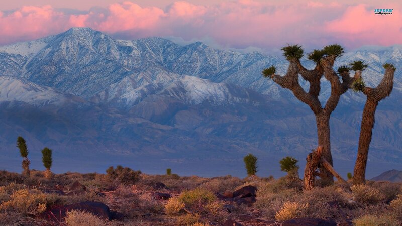 Joshua Trees in Desert — Pink