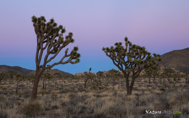 Joshua Trees in Desert — Purple