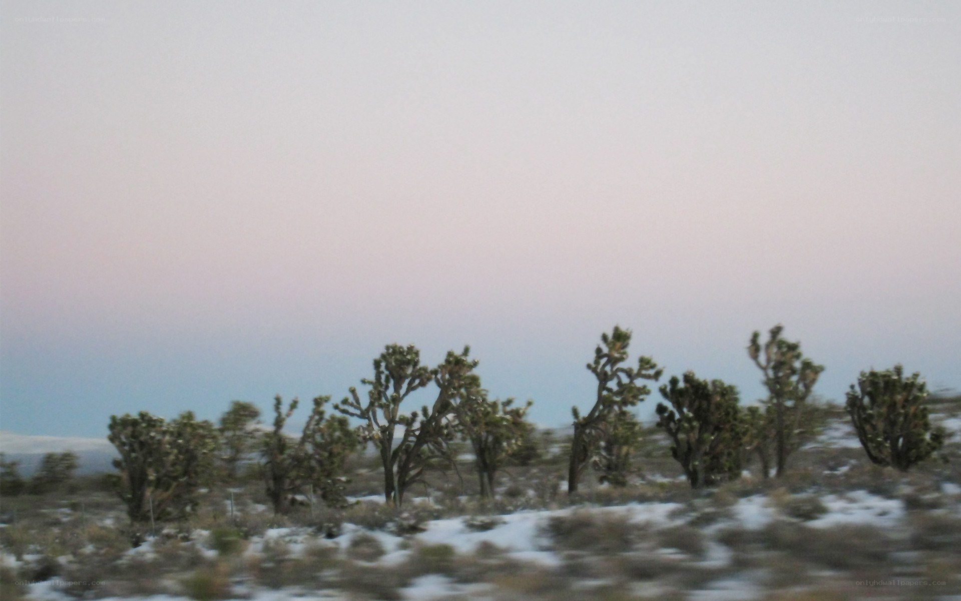 Joshua trees in snow