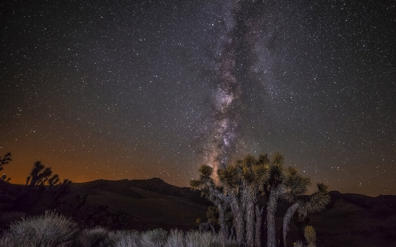 Joshua Trees under Milky Way