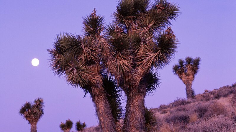 Joshua Trees under Moon