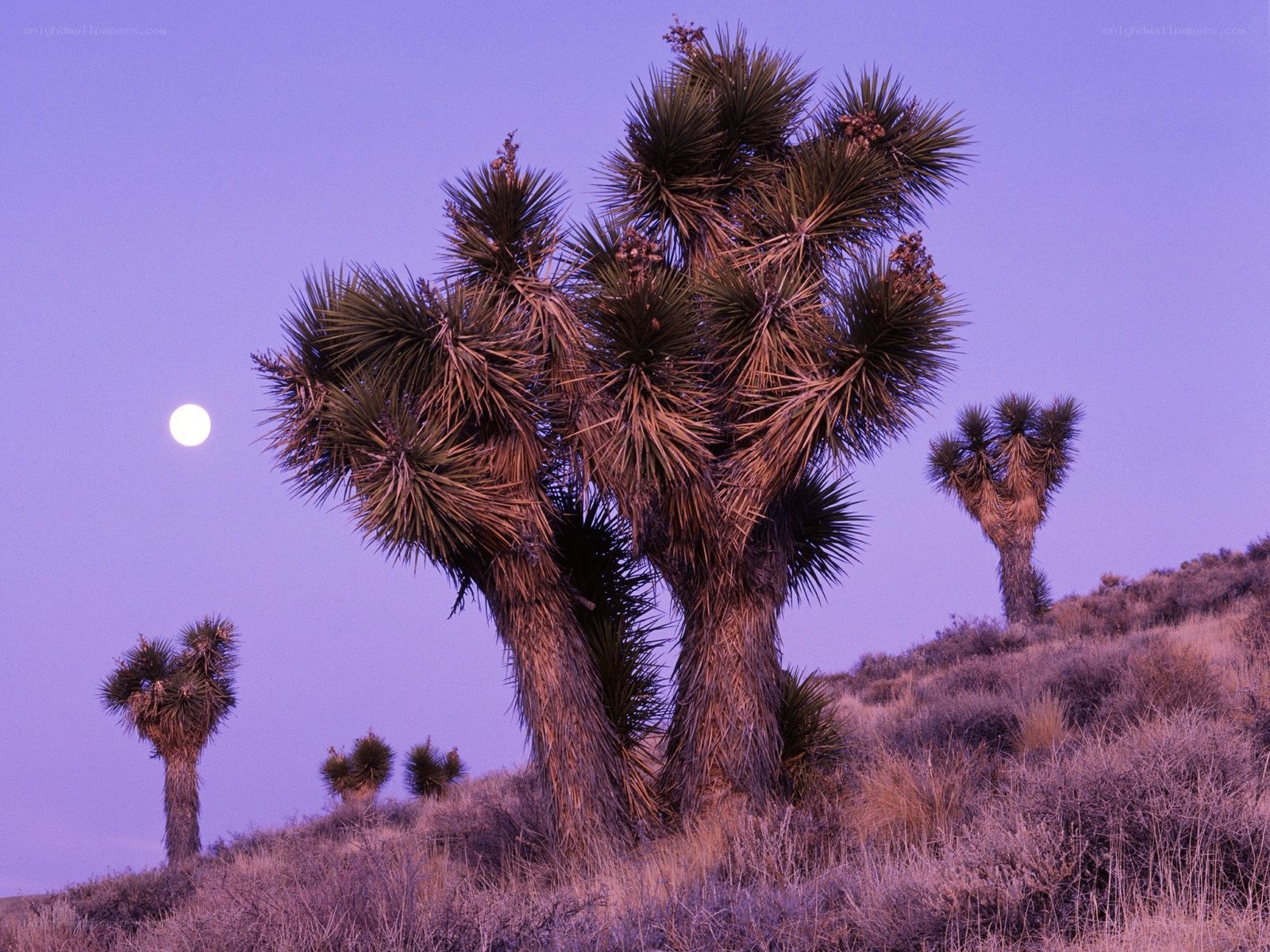 Joshua trees under moonlight