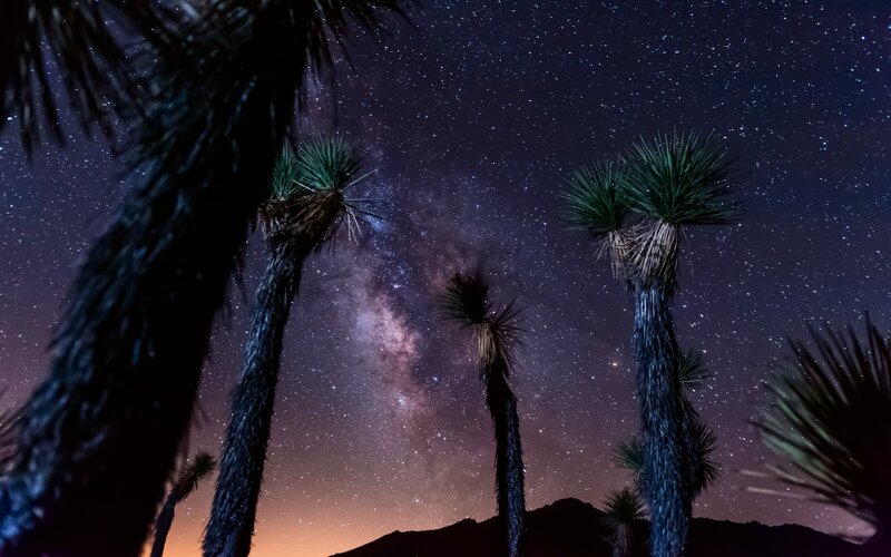 Joshua Trees under Stars — Black