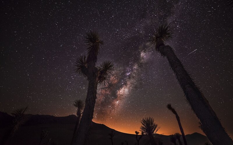 Joshua Trees under Stars