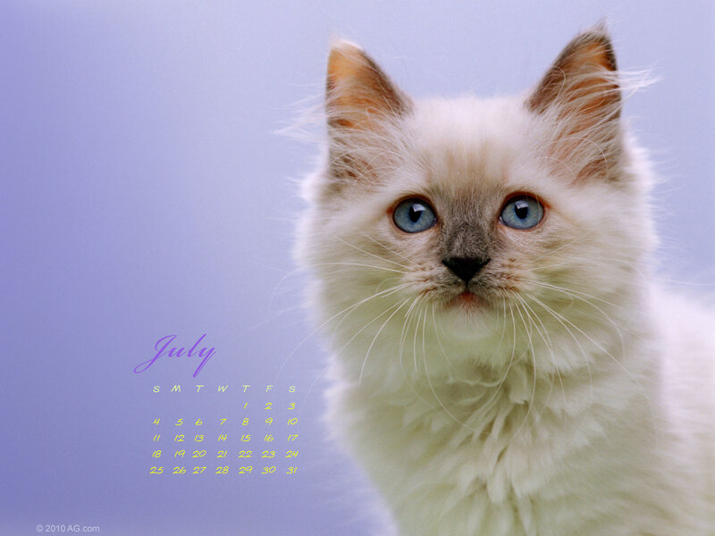 July calendar with kitten