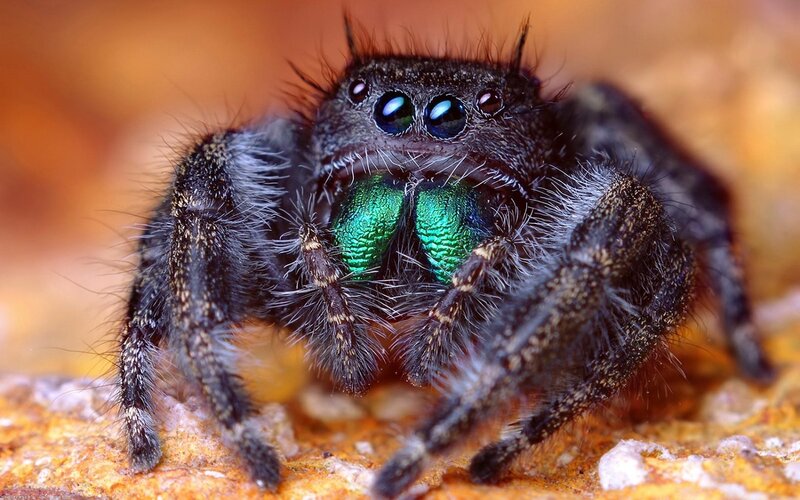 Jumping Spider — Black, Dramatic