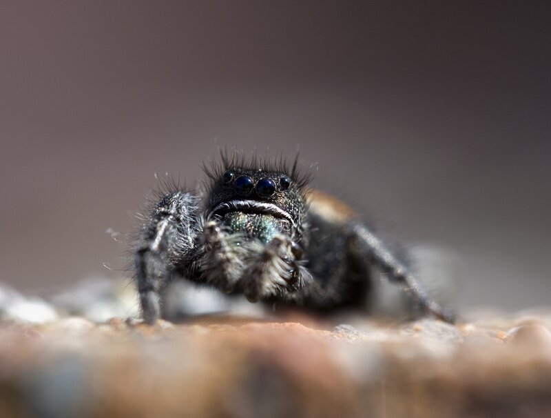 Jumping Spider — Black