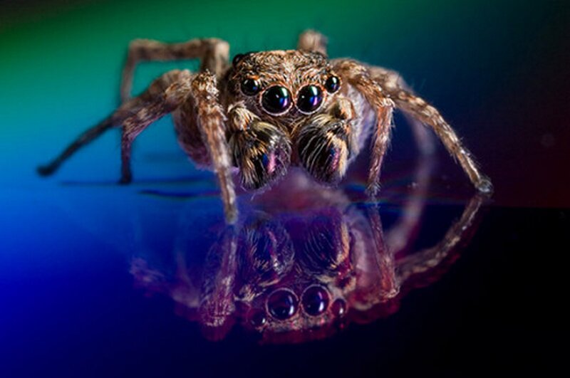 Jumping Spider — Blue, Dramatic