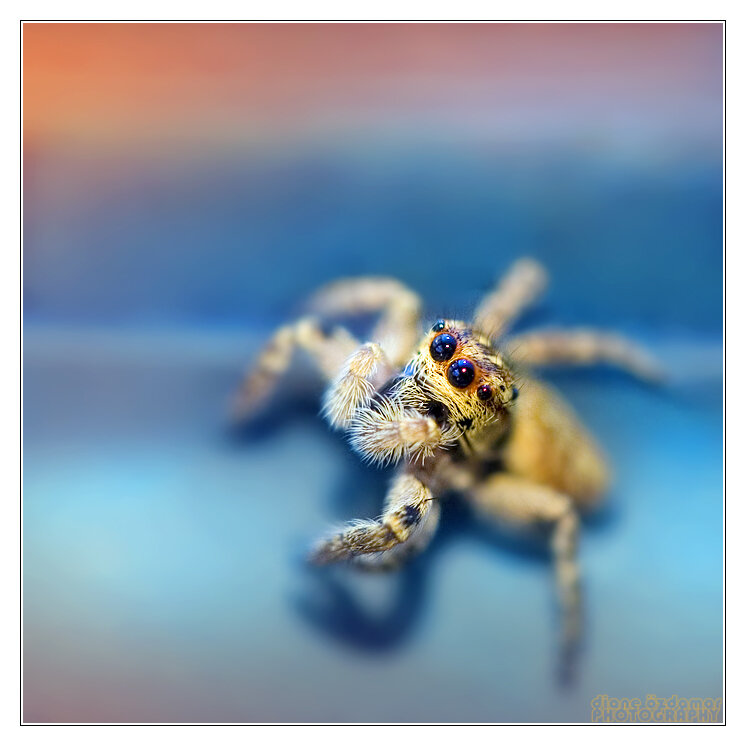 Jumping Spider — Blue