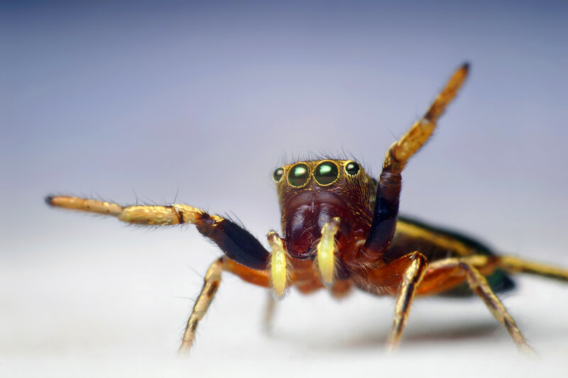 Jumping Spider — Brown, Dramatic, Photograph