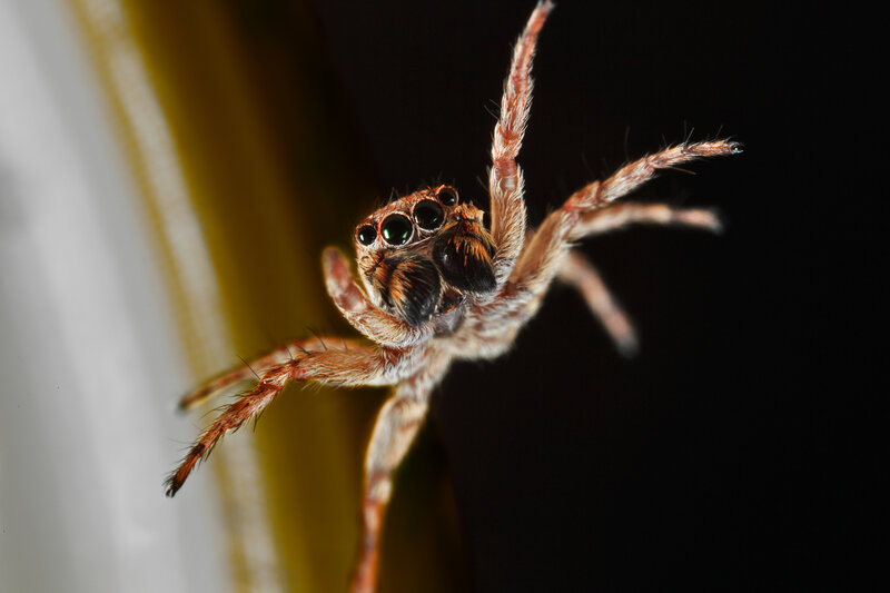 Jumping Spider — Brown, Dramatic