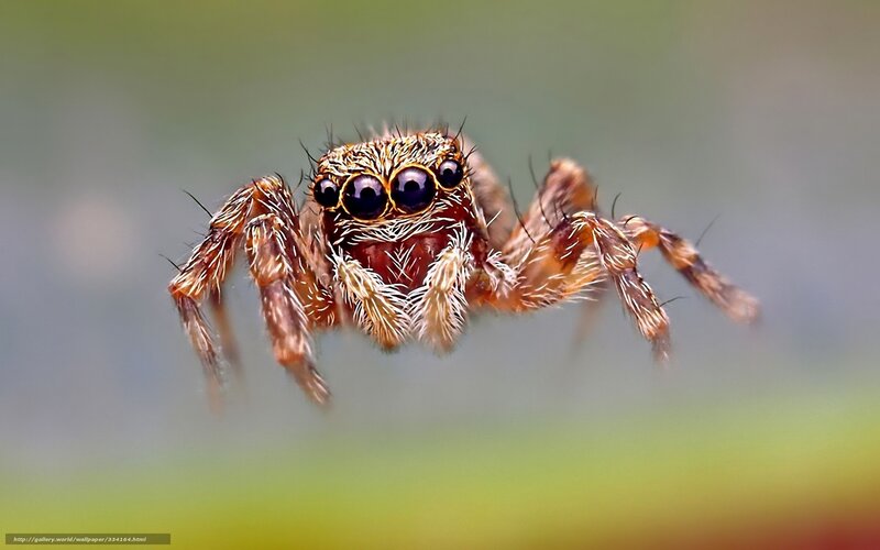 Jumping Spider — Brown, Intense