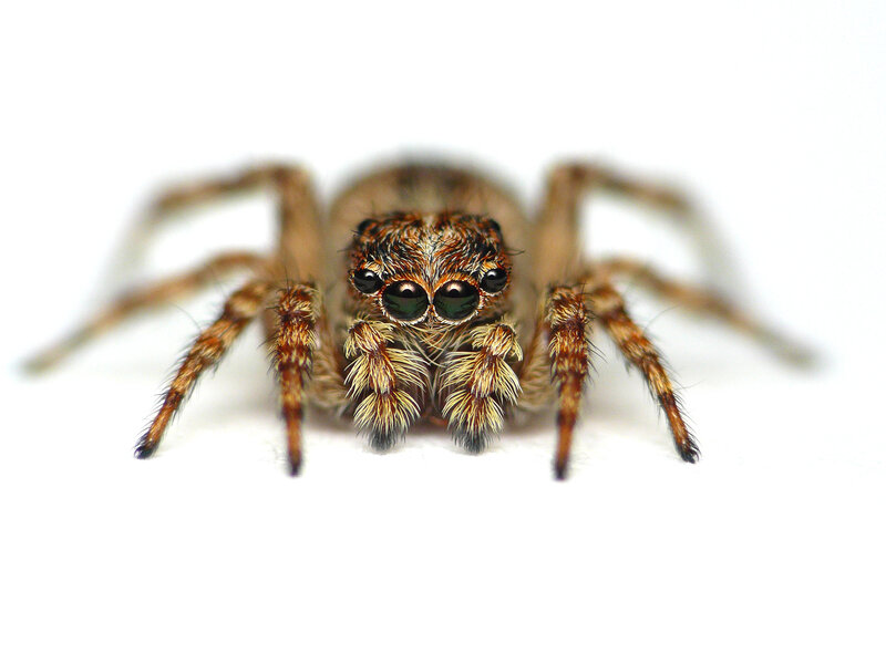 Jumping Spider — Brown, Neutral