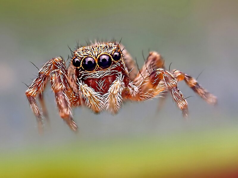 Jumping Spider — Brown