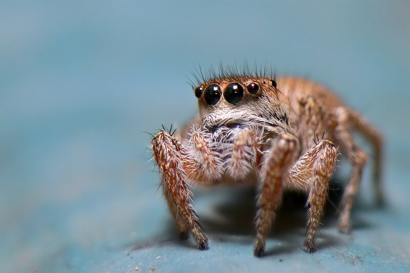 Jumping Spider Close-up — Brown, Neutral