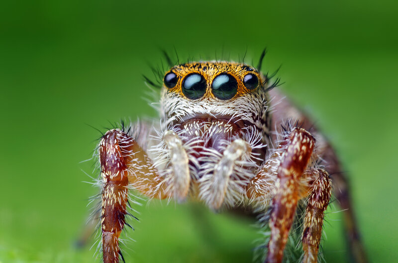 Jumping Spider Close-up — Green, Intense