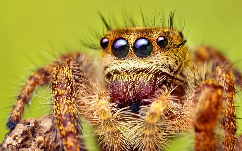 Jumping Spider Close-up — Green