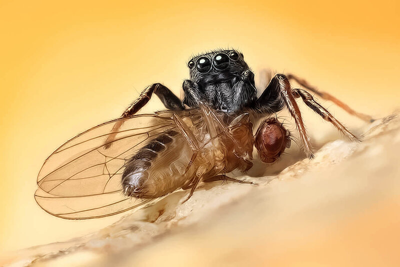 Jumping Spider Eating Fly