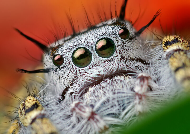 Jumping Spider Face