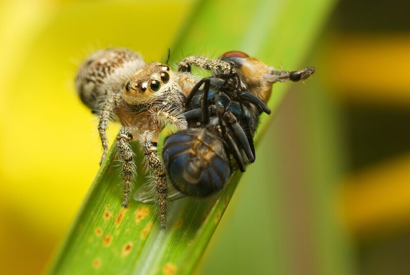 Jumping spider hunting a fly