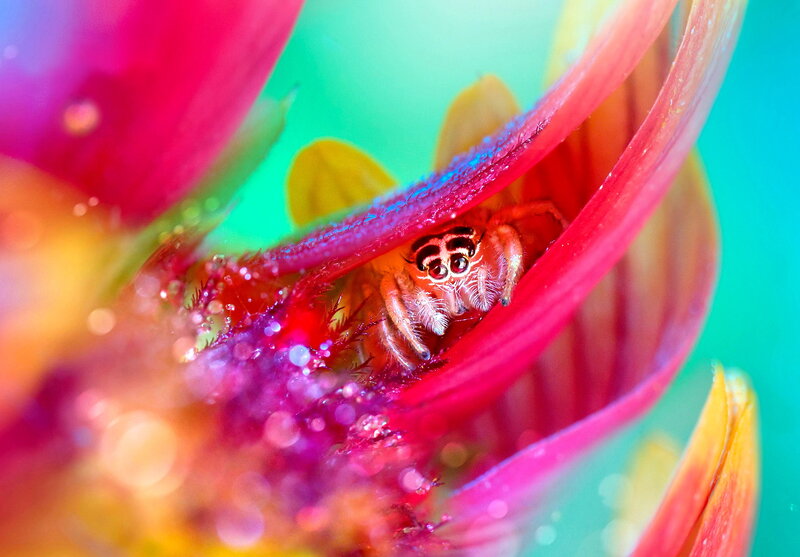 Jumping Spider in Flower — Red