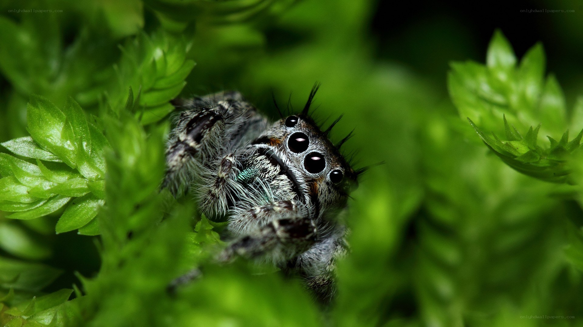 Jumping spider in green foliage