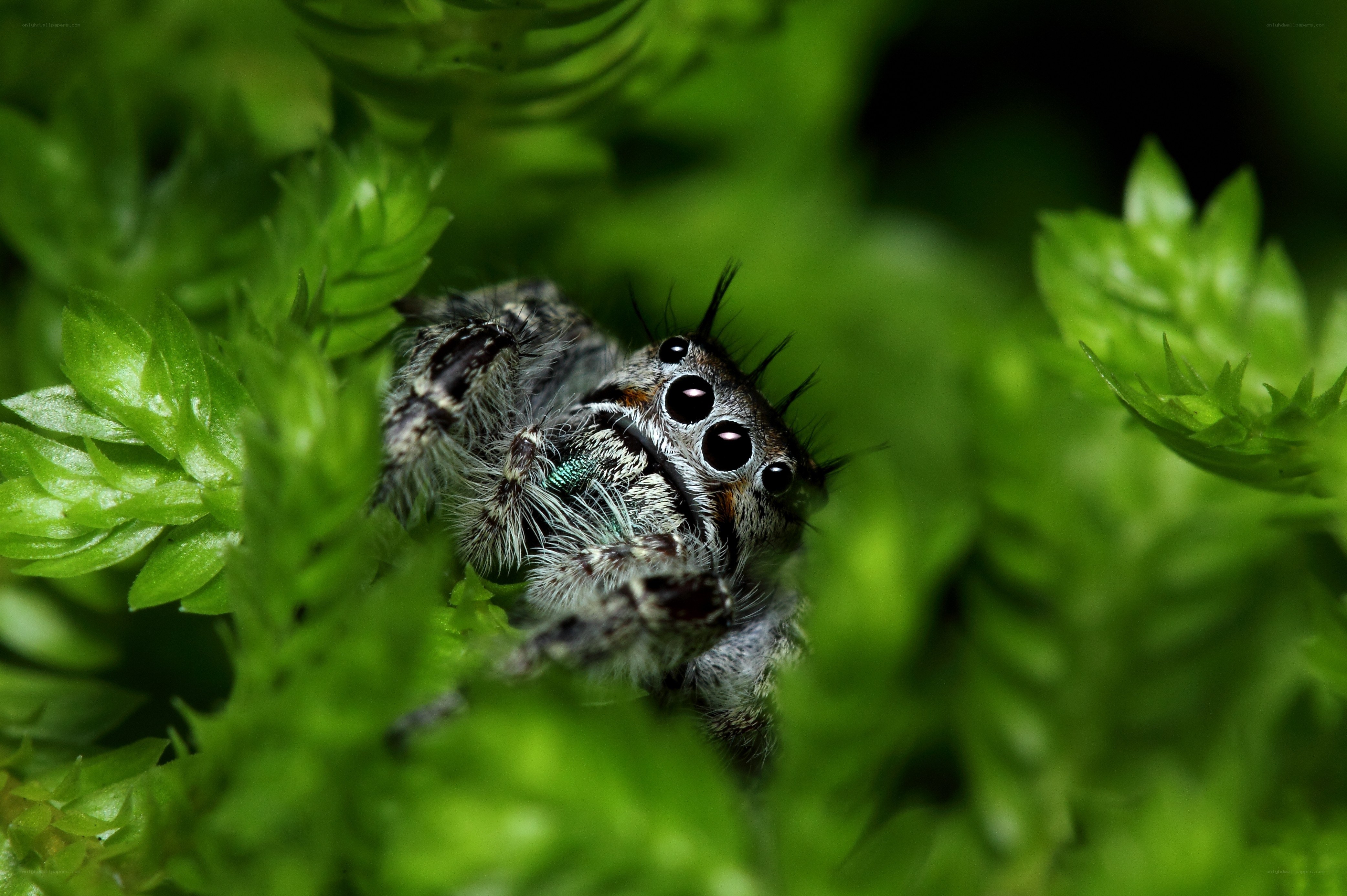 Jumping spider in green foliage