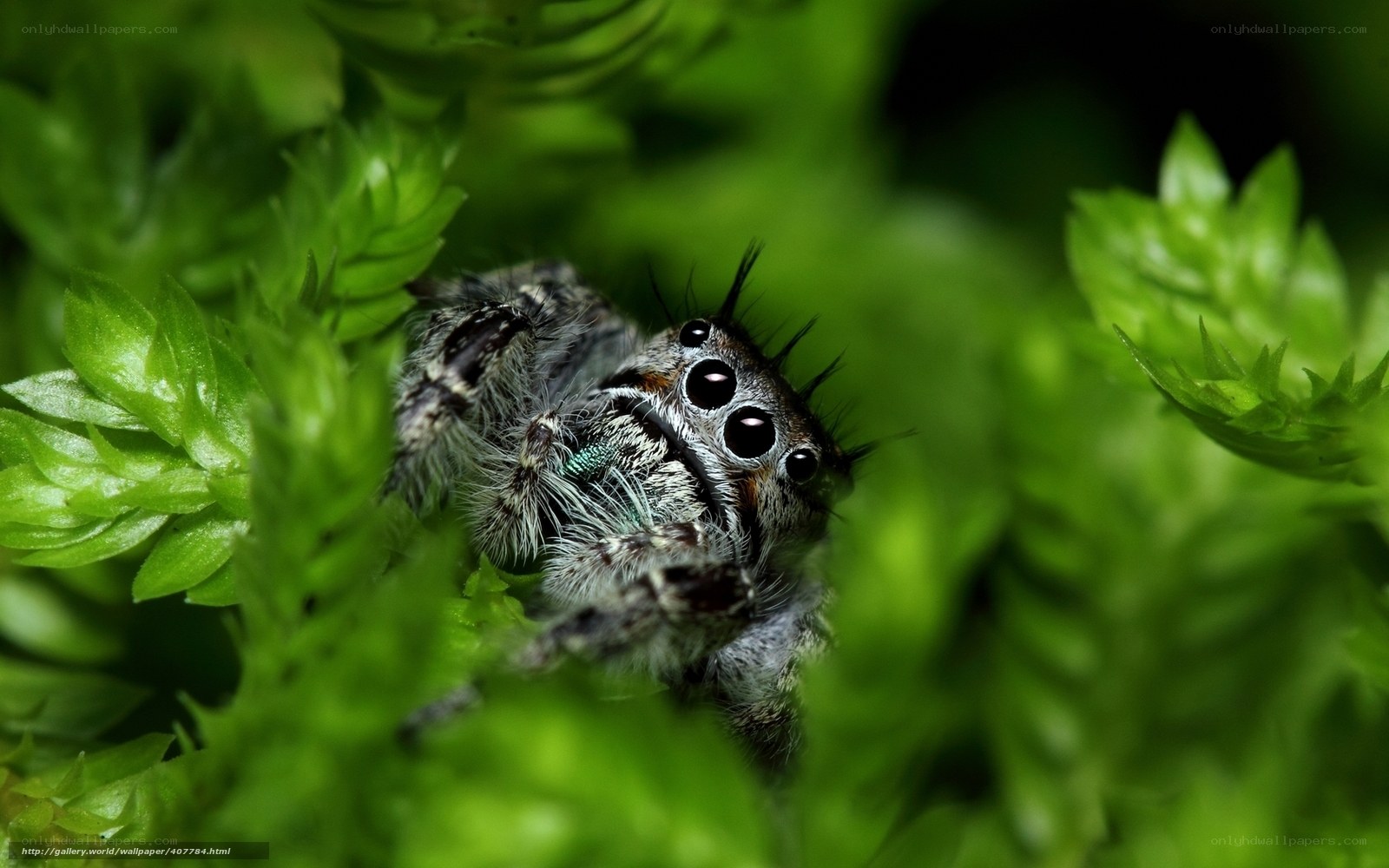 Jumping spider in green foliage