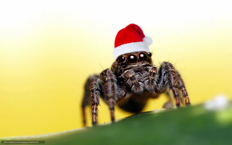 Jumping Spider in Hat