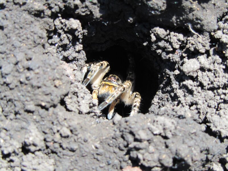 Jumping spider in its burrow